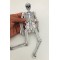 İskelet Maketi 25 cm