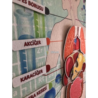 Vücudumuz İç Organlar Panosu  Vücudumuz İç Organlar Panosu