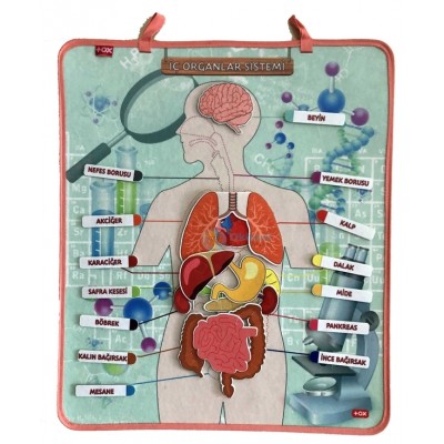 Vücudumuz İç Organlar Panosu  Vücudumuz İç Organlar Panosu
